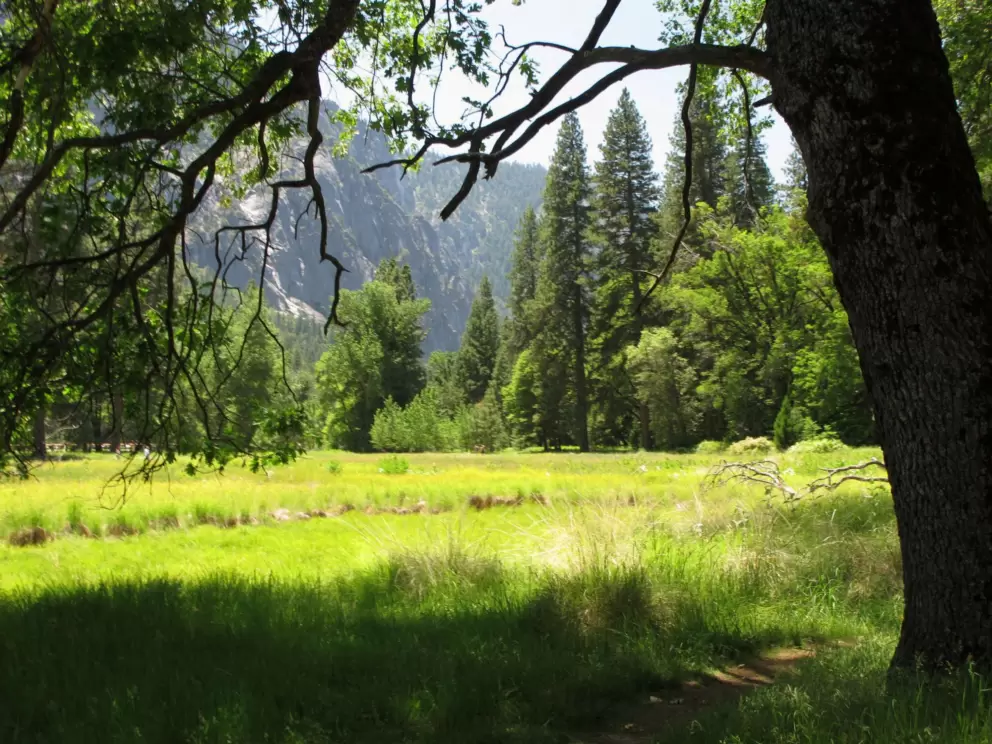 Meadow between Lower Yosemite trailhead and the visitor center parking lot.