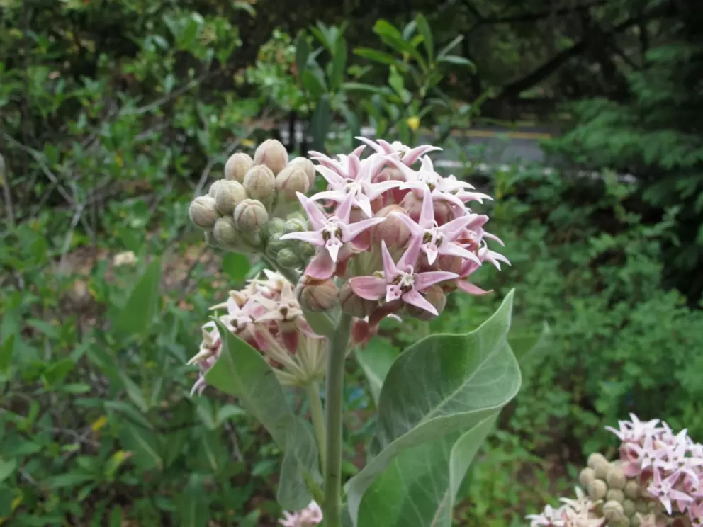 Showy Milkweed.