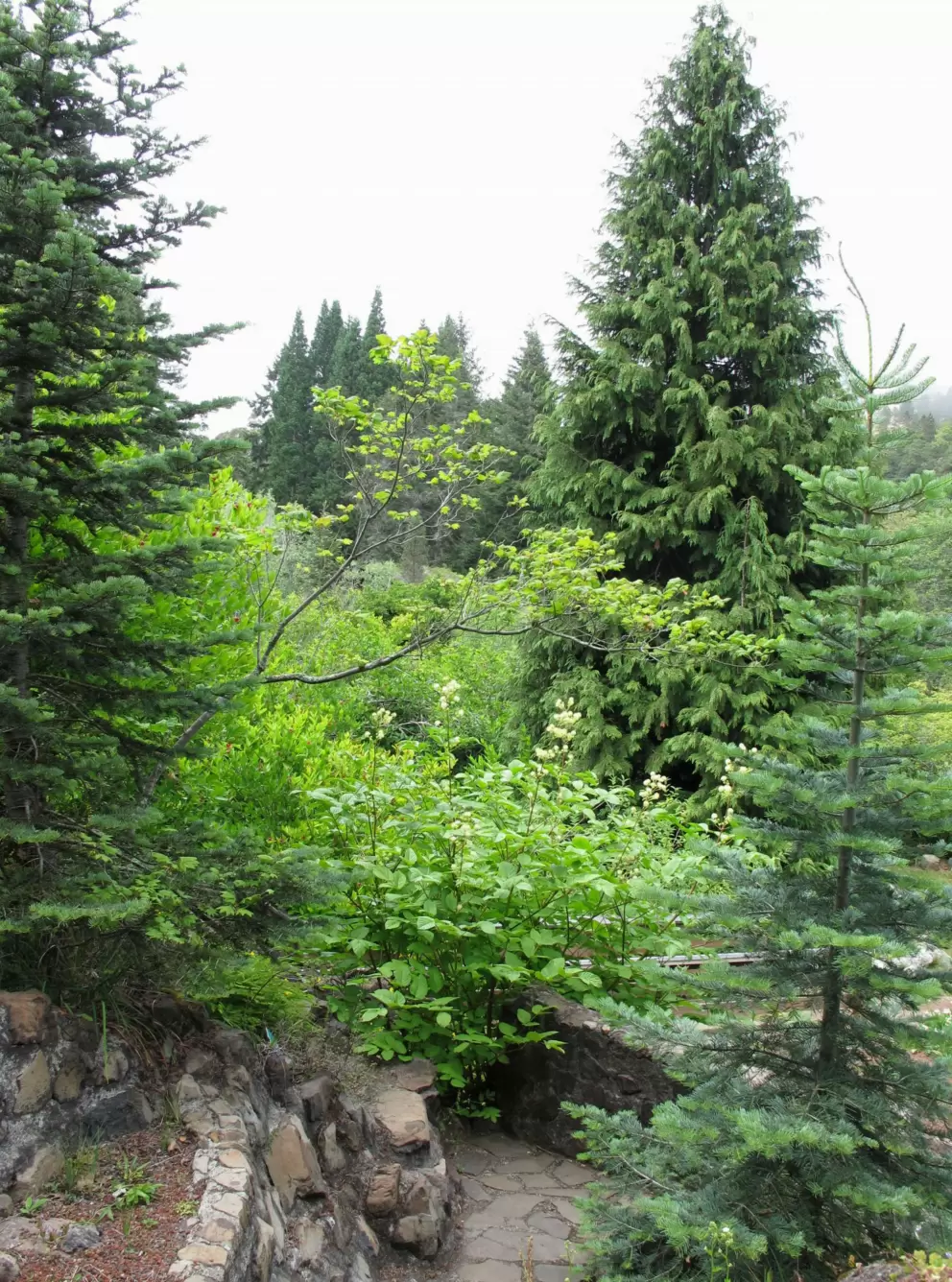 Sweet trees!