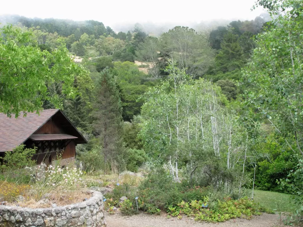 I love the misty look at Tilden Park Botanic Garden!