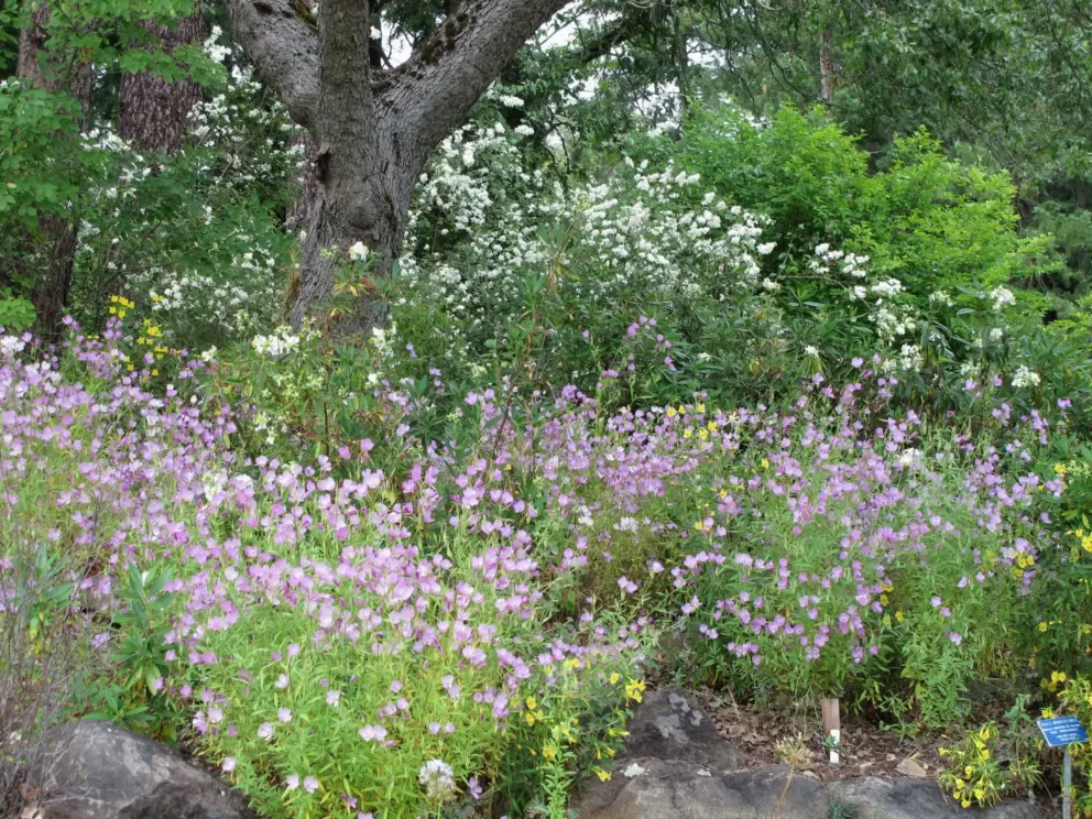 Milk-Maids and other delicate flowers on a bank.