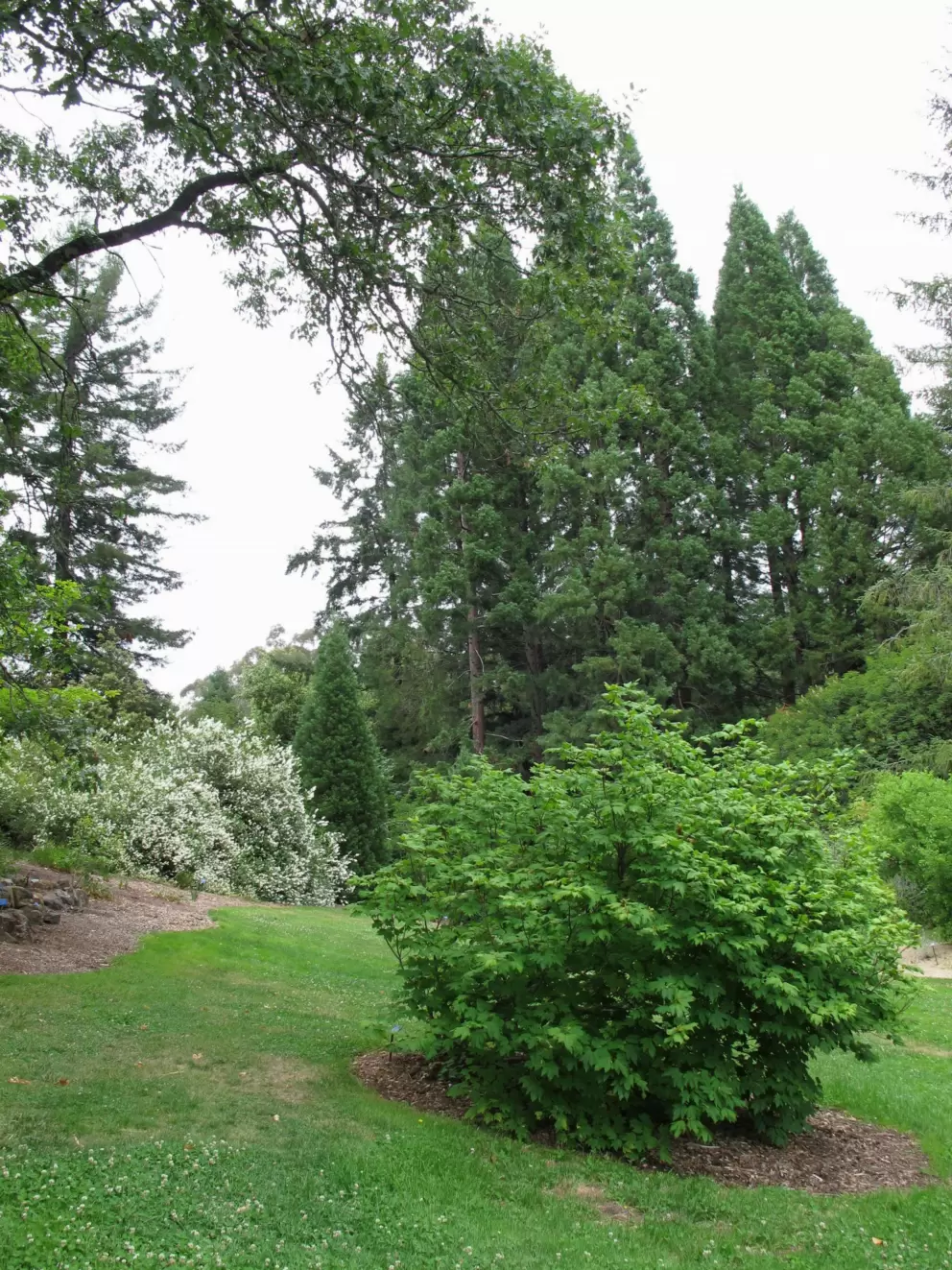 Tilden Park Botanic Garden, Berkeley