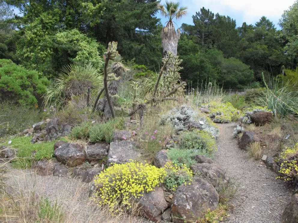 Patch of yellow flowers, cactus, and palm.