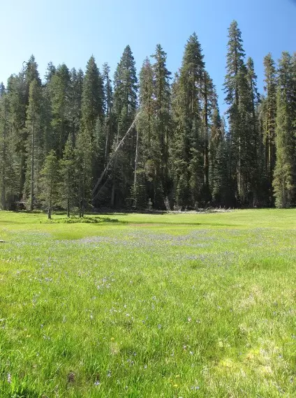 Meadow in Yosemite National Park.