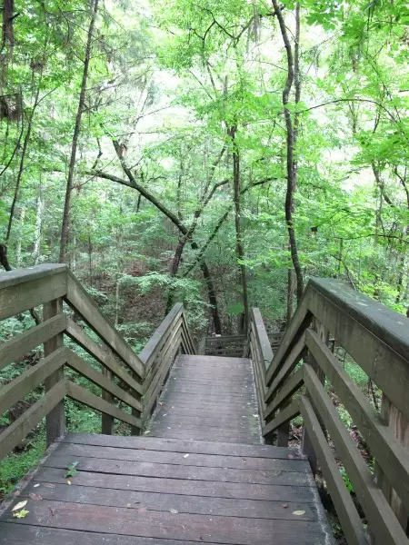 The stairs leading into the sinkhole!