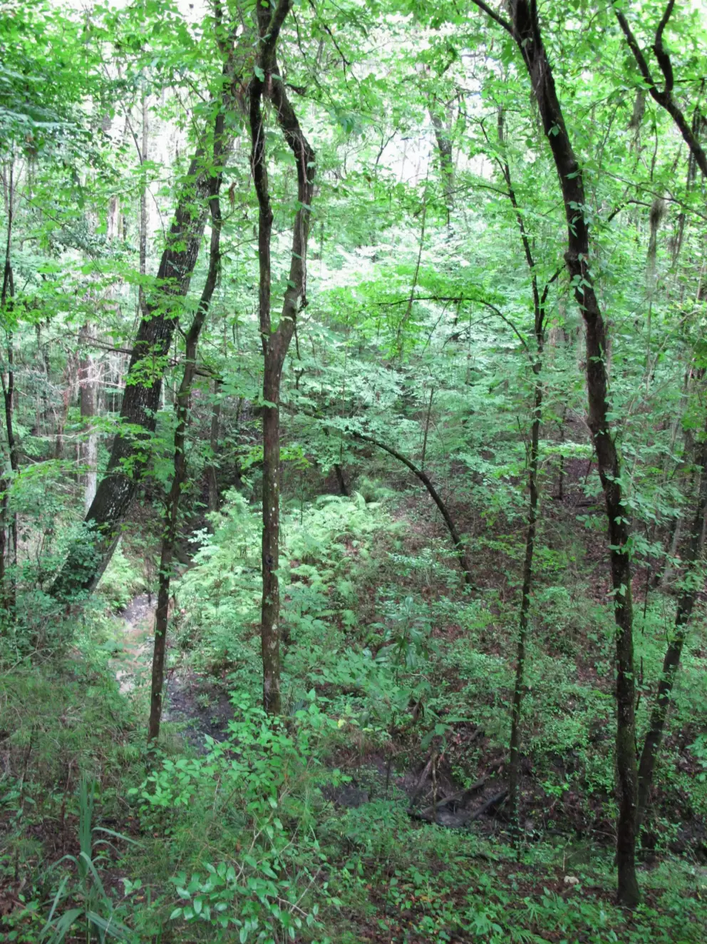 The beautiful vegetation!