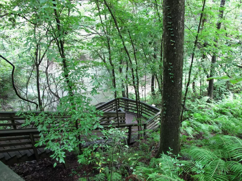 A twist in the stairs. Look at these gorgeous trees!