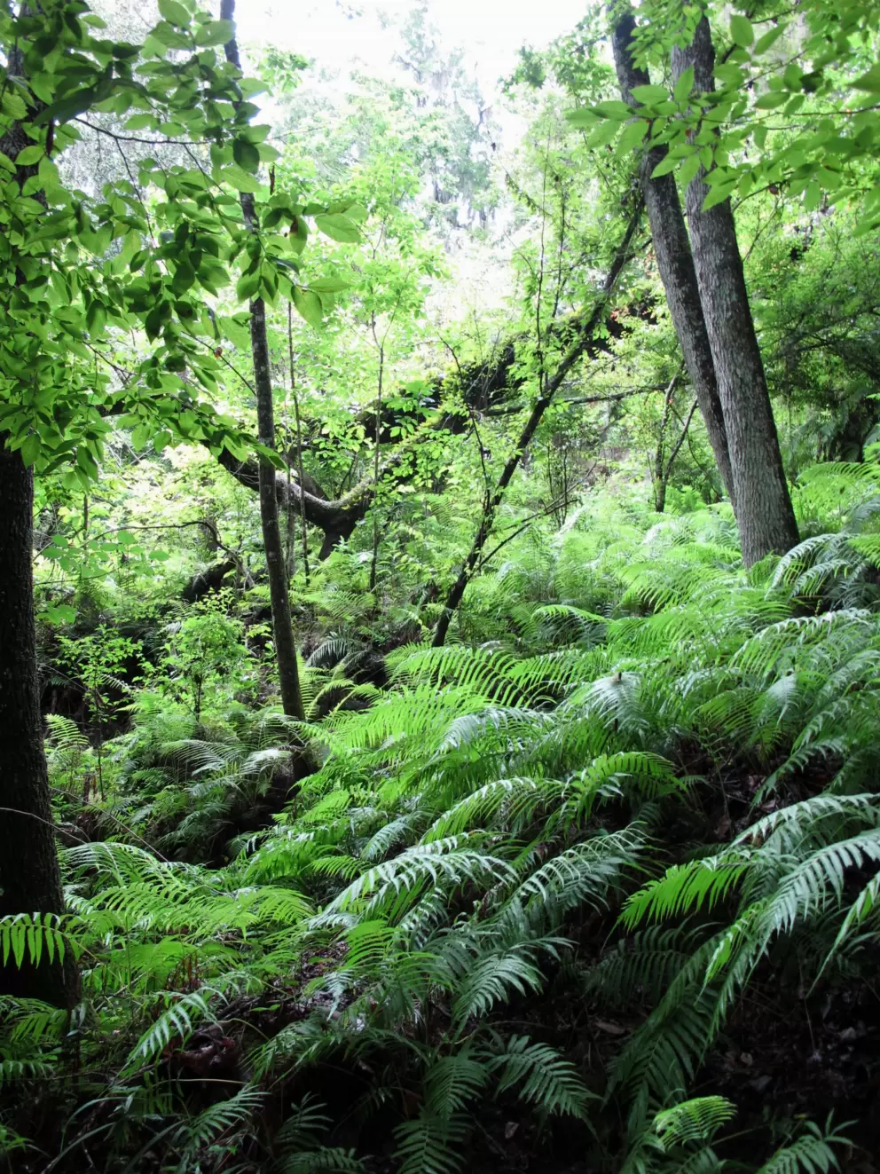 Ferns along the wall of the sinkhole.