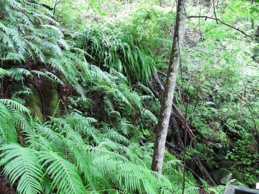 Layers of ferns.