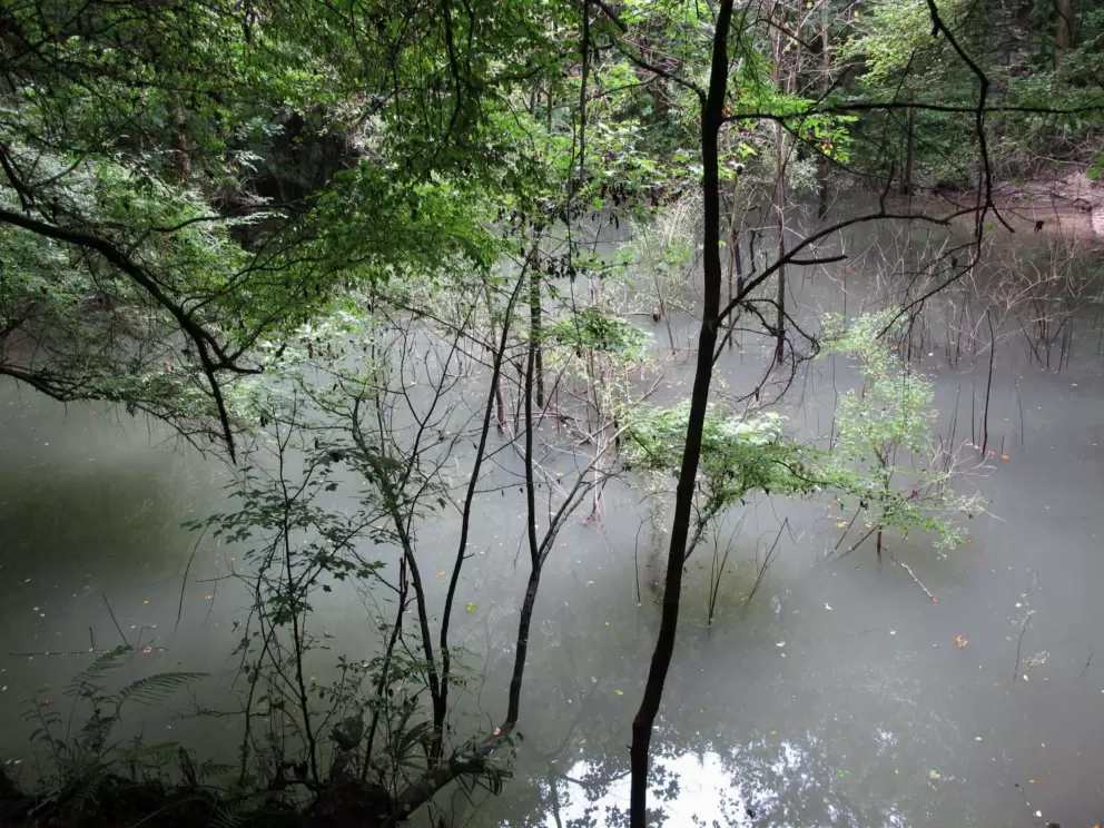 The spring water at the bottom of the sinkhole.