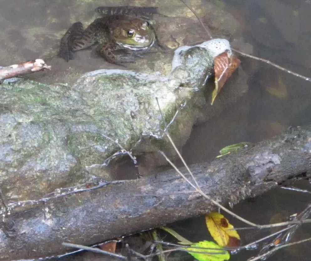 A happy frog in the stream.