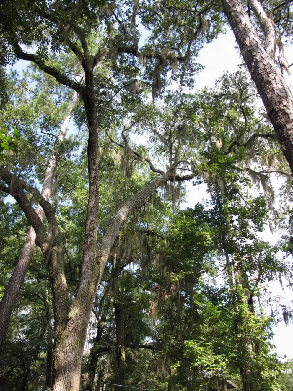 Tall moss-hung trees.