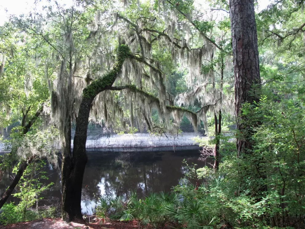 The Suwannee River.
