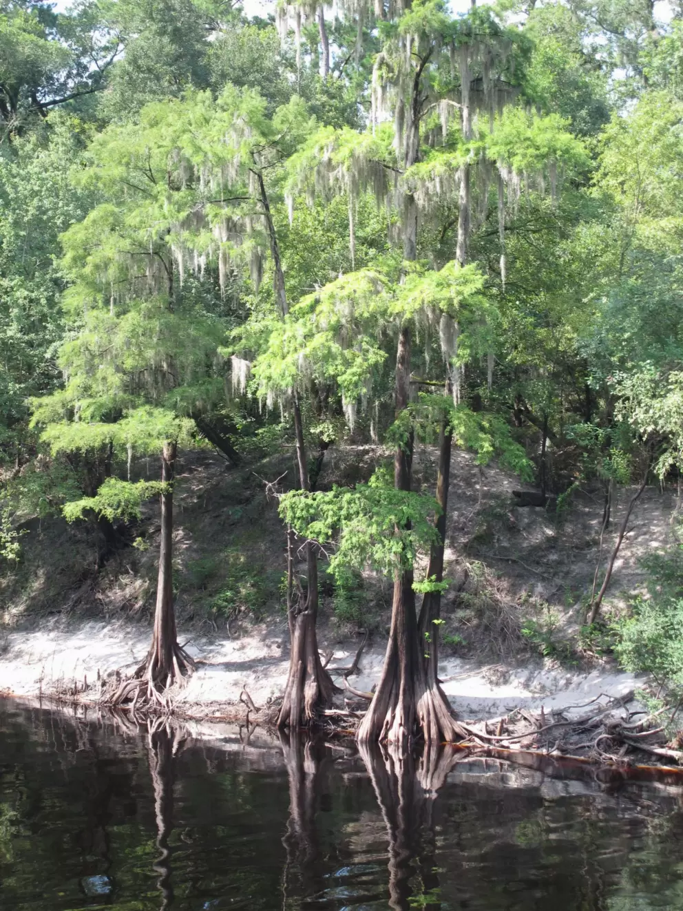 The Suwannee River, as seen from the balcony of the White Sulphur Spring ruins.