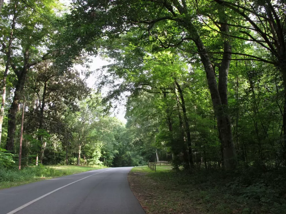 Driving into the state park, with its beautiful trees.