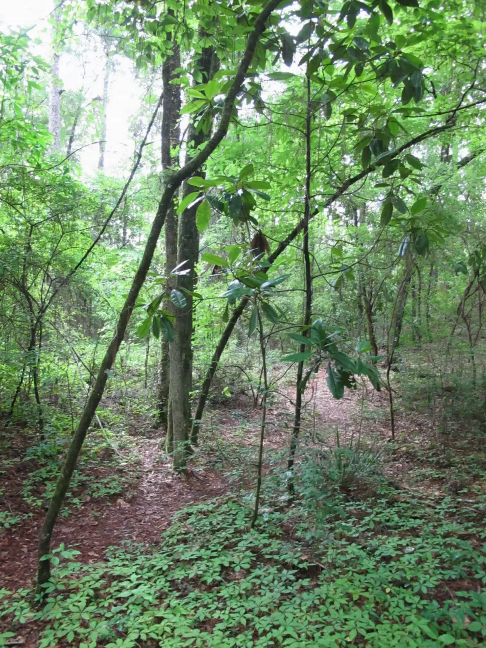 The forest you walk through to get to the sinks.