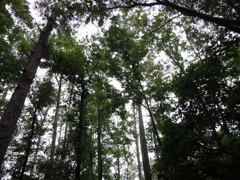 Looking up at the treetops.