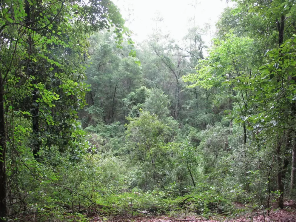 The forest gets more tropical where each sink is.