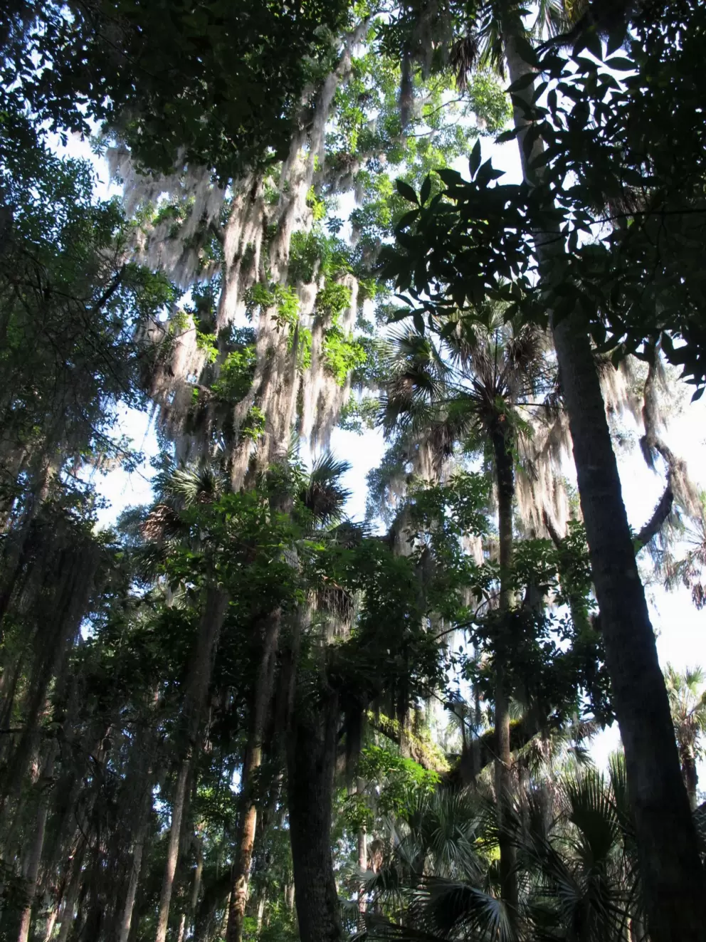 Spanish moss hanging from incredibly tall palms.