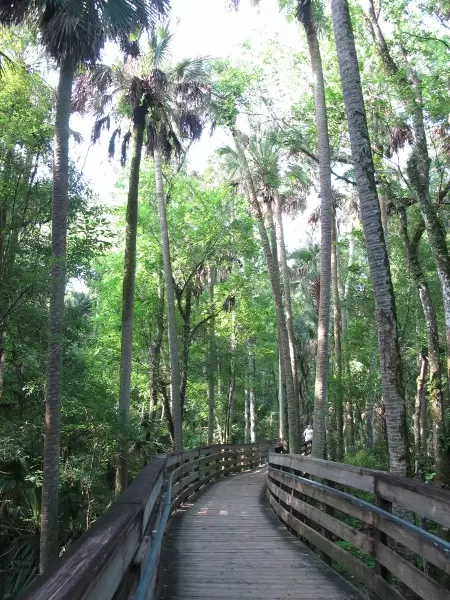 Tall trees along the boardwalk.