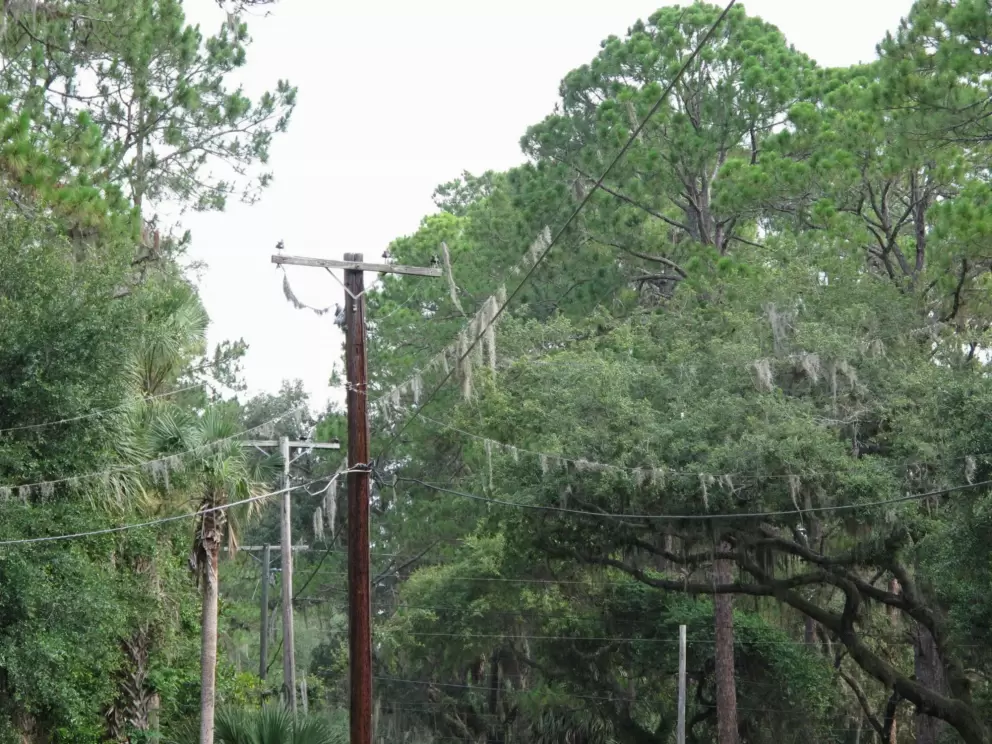Spanish moss even grows on the telephone wires on River Ridge Road!