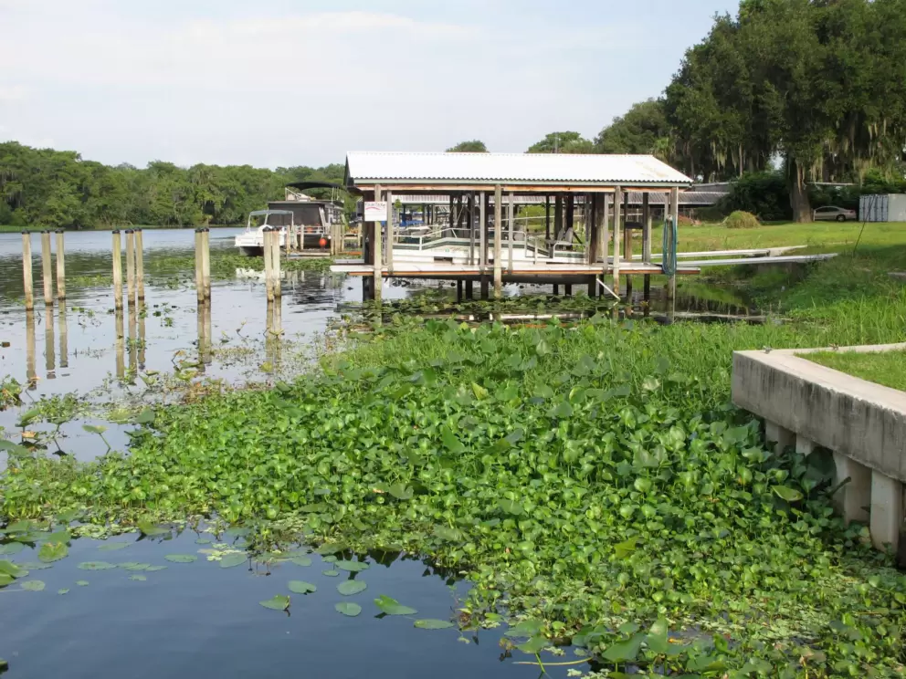 Lily pads and docks on St. Johns River.