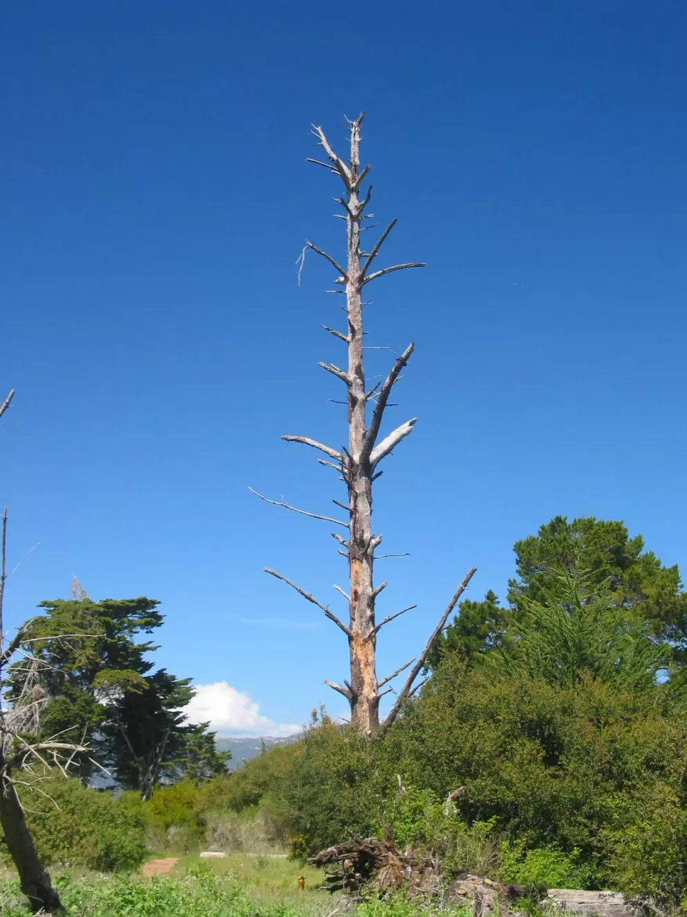 There are totem-pole dead trees at Douglas Preserve.
