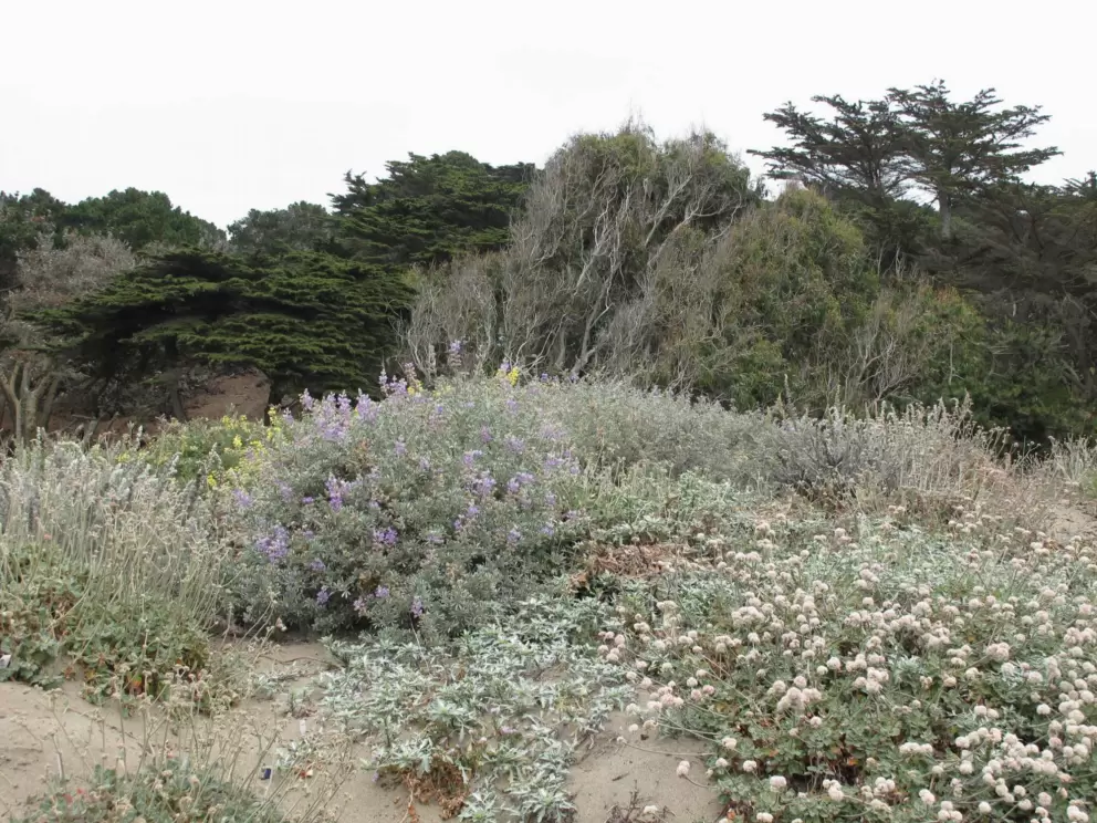 Flowers along the path to the beach.