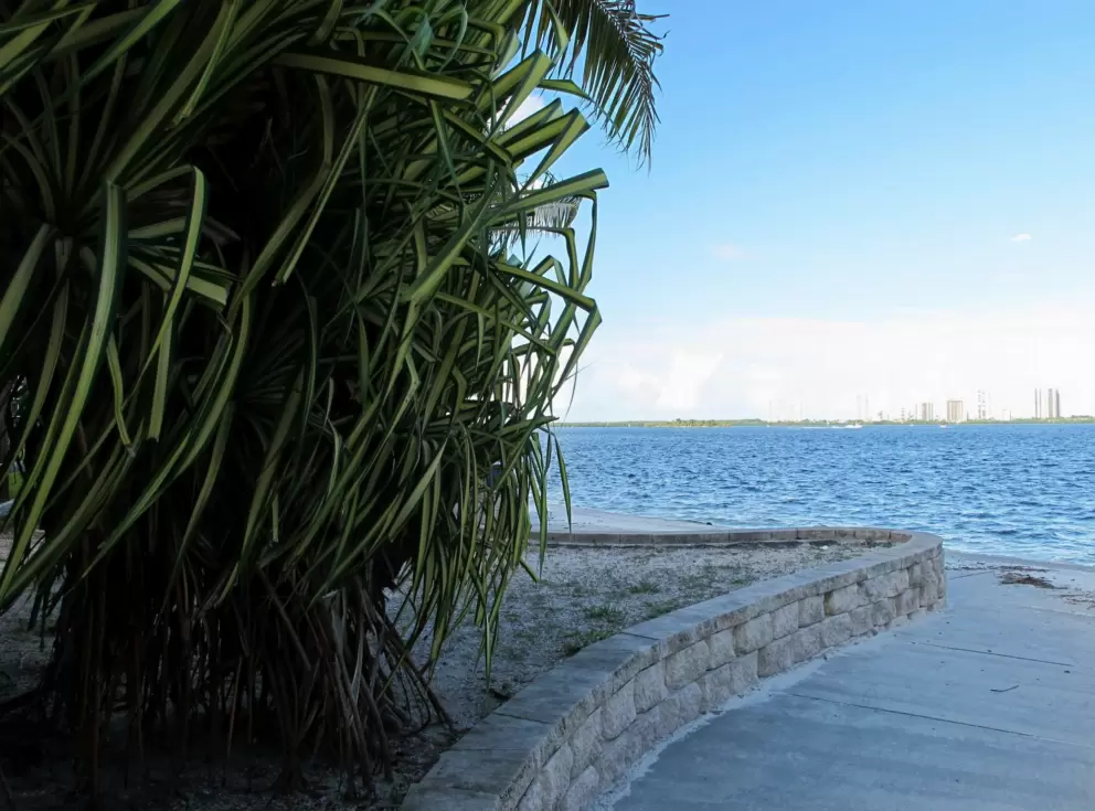 Tropical plant by the water.