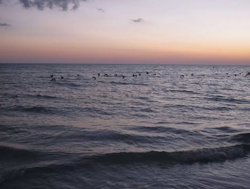 Birds flying in a pattern after the sun has gone down.