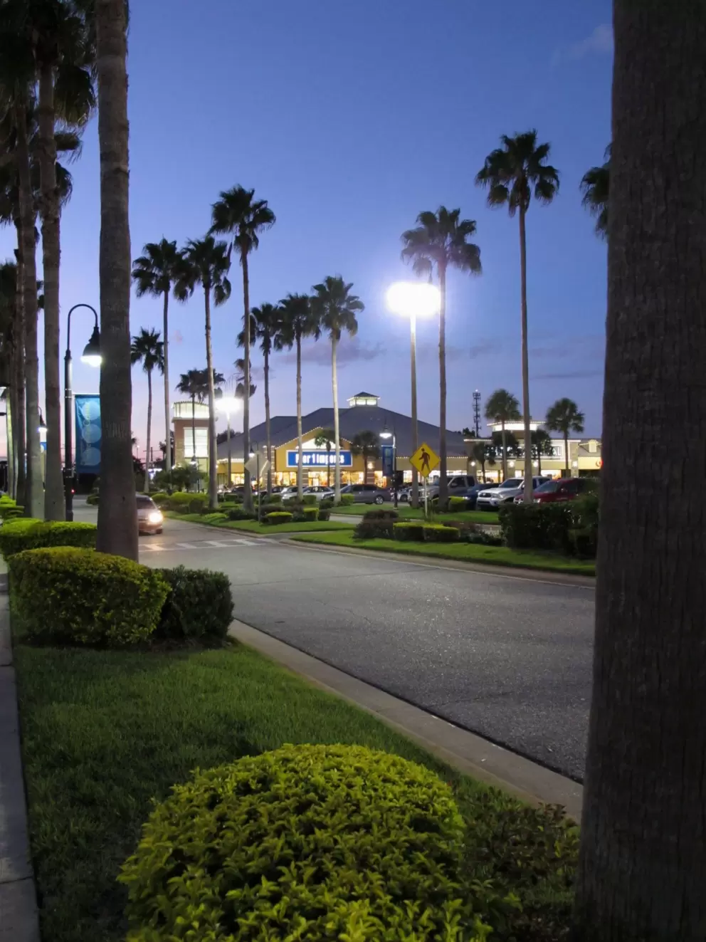 California palms reach to the night sky.