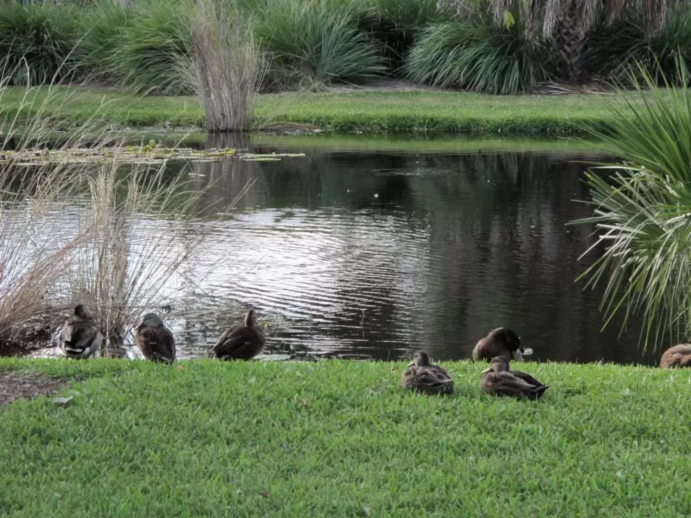 Ducks by the pond.