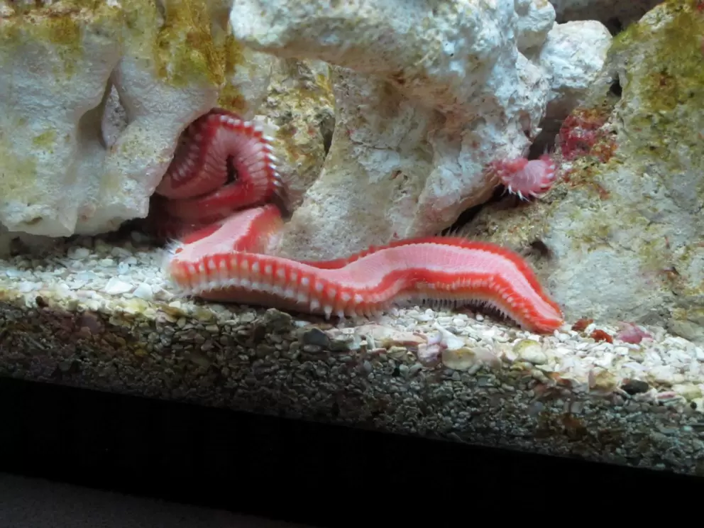 Bearded Fireworm, which has venom in its bristles.
