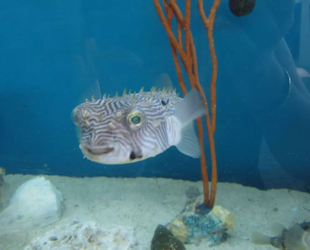 A funny guy...a puffer fish.