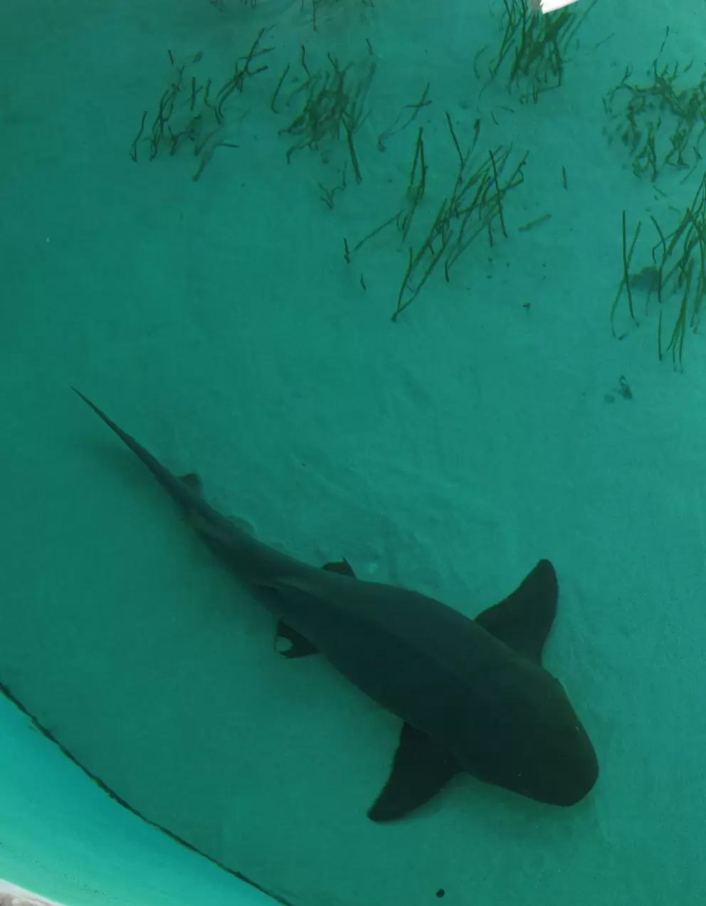 Shark!
