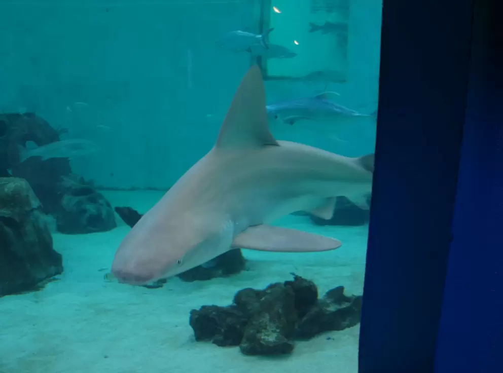 A shark swims toward visitors.