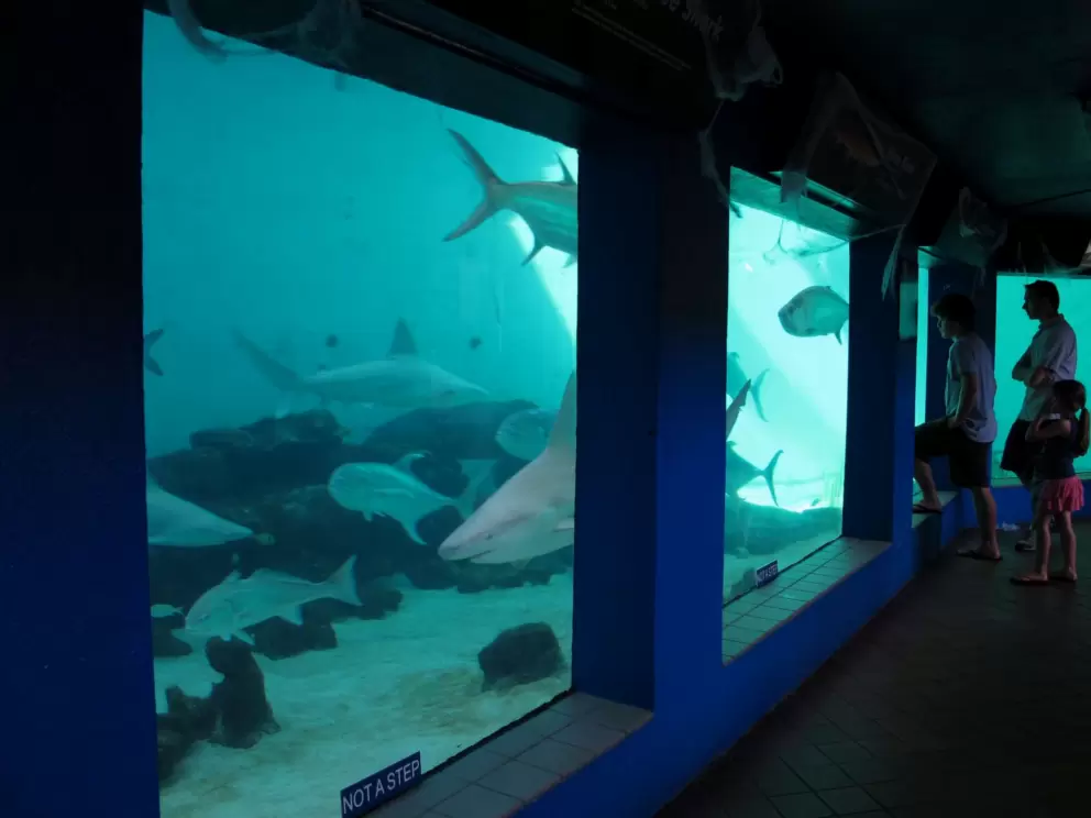 The shark exhibit.