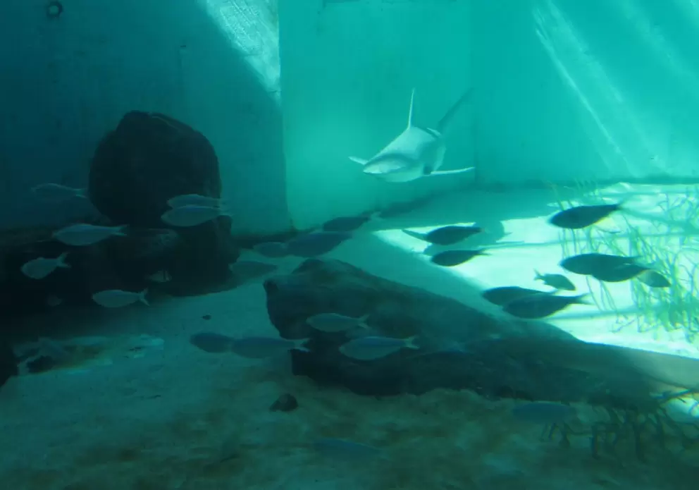 Shark zooming by in the sunlight.