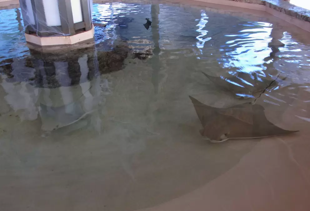 Sting ray touch tank!