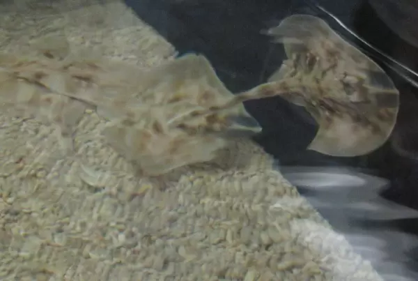 Baby sting rays called skates- I love these guys!