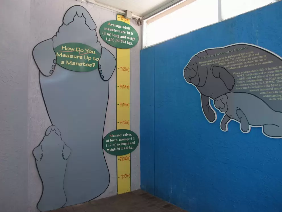 Are you as tall as a manatee?