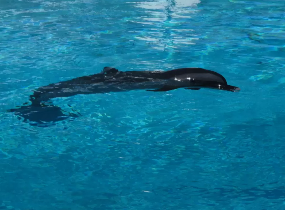 Moonshine, the resident rescued dolphin.