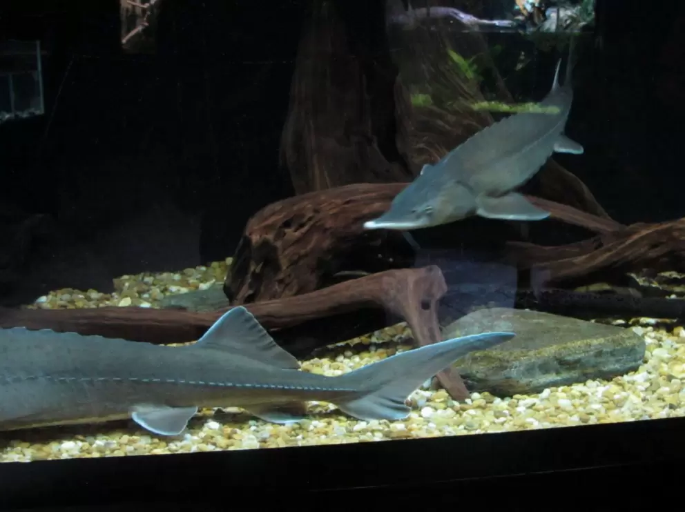 Sturgeon fish.