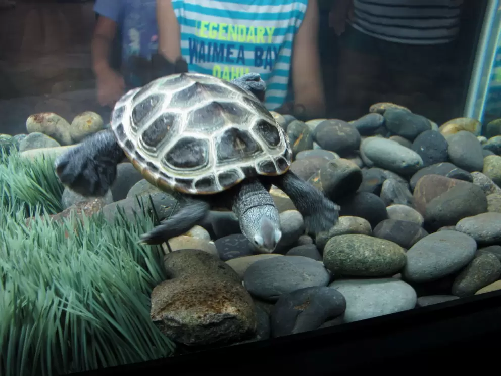 I love this turtle! What a beautiful one!