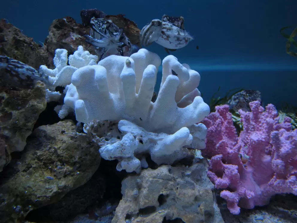 Cuttlefish- these are interesting creatures.