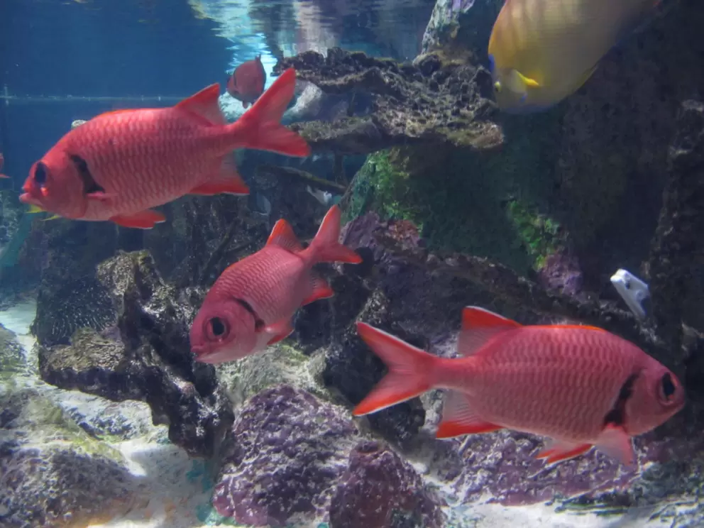 Beautiful red fish that I've never seen before.