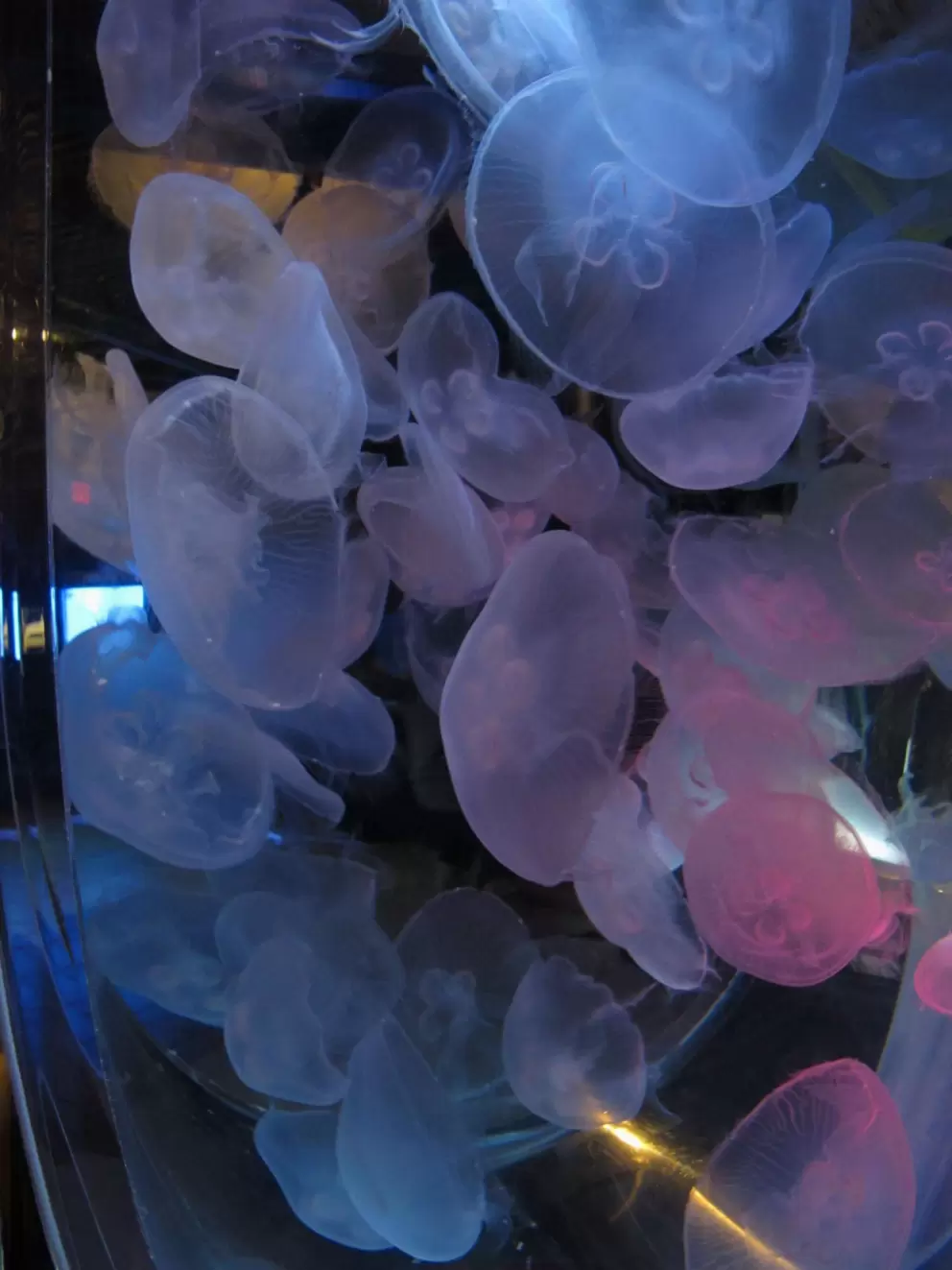 Jellyfish are always amazing to see.