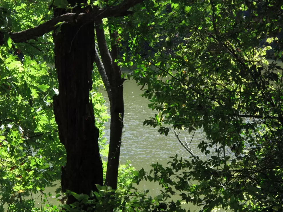 Looking through the lush trees at the water below.