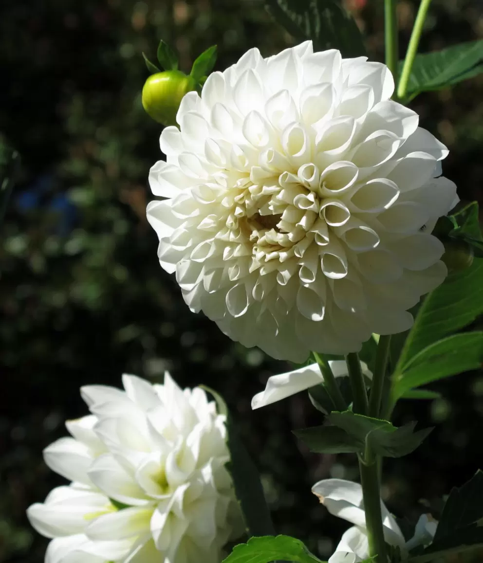 White dahlia at the plantation.