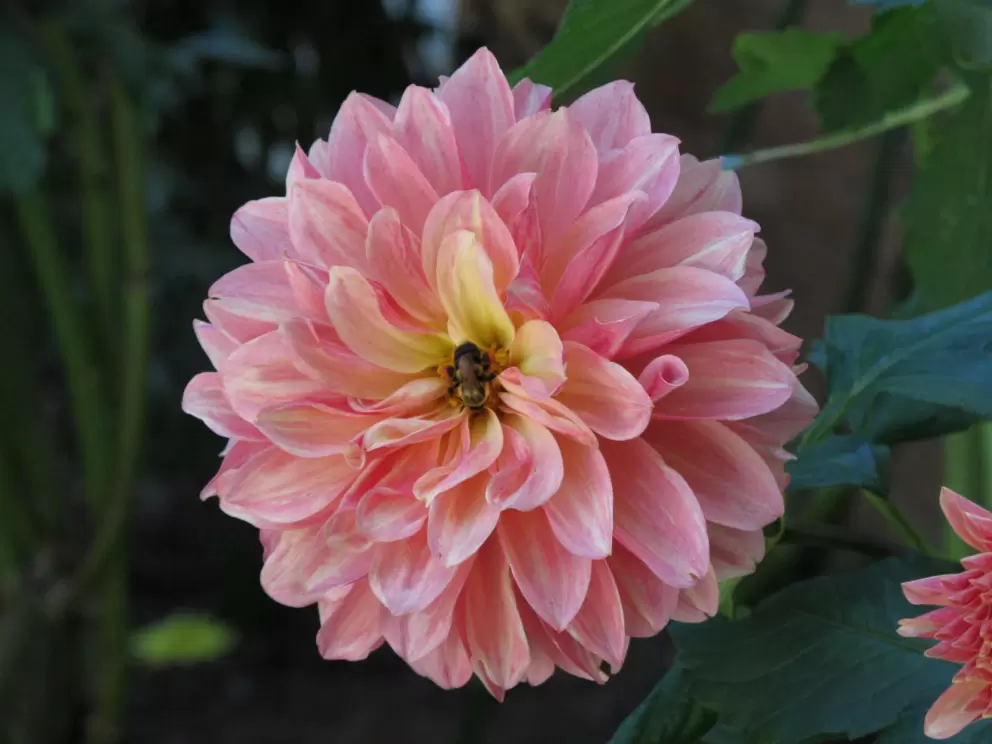 Dahlia and bee at the plantation.
